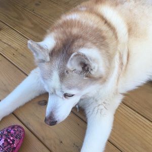 Meet your Posher, Lisa